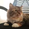 inamerls34