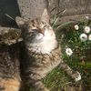 davvka_show