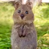 go.quokkaa