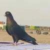 userofge1b1y9x