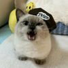 sylrinxxx