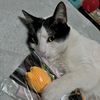 almondlaso