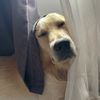 rex.aura_