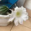 minanhchan