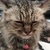 miaw2990
