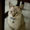 fluffy_culoo