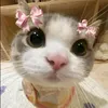 ashandy_aja