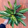 wildnursery