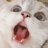 hansiiin