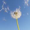 dandelions190