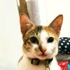ms.nyxx