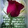 mrsashraf7867