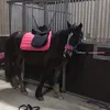 kirbypony