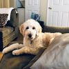 lily_thedoodle