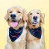 flareandolliethegoldens