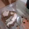 diproblemaangpera