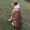 chick_en_dog