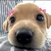 vu.t.m.tr