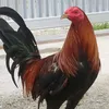 ditohunter