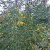 alnawaris59