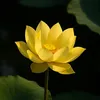 tinhtamanyen93
