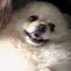 yangchuchoe