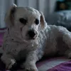 paolacicuttini