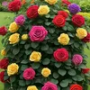 marwanrahim3