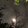 alae_510