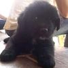 bongo_black