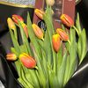 tulipanesmonarca