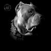 hell_hound_bullie