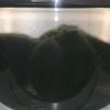 mossballsinacup