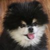 yoshibear05