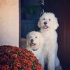 bixandbears