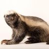 honeybadgerhello