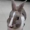 rotiabon