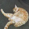 soraruelgato