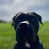 mauvaisegrainek9