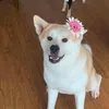beobeoabc