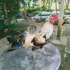 thienhuynh866
