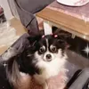 simonerudelpietzs