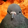 sarcastic_pigeon