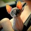 lasphynxfamily