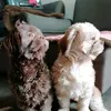 furspawns