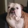 moanaabulldog