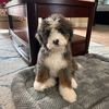 tatum_bernedoodle