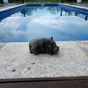 thewoodenhippo