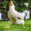kechickbeck