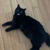 kenzotheblackcat